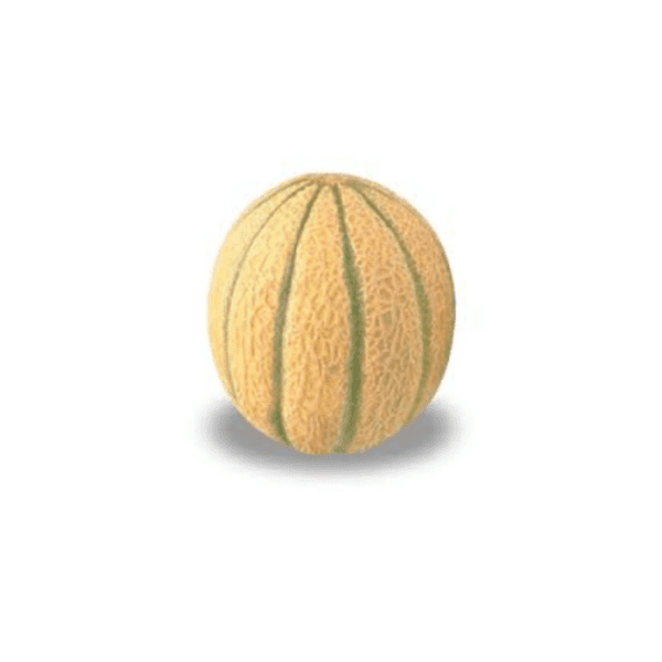 Cantaloupe melon